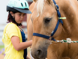 Learning with horses