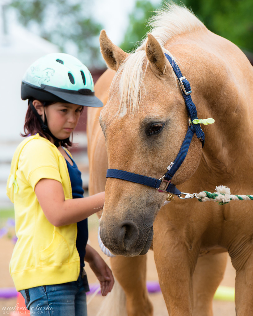 Learning with horses